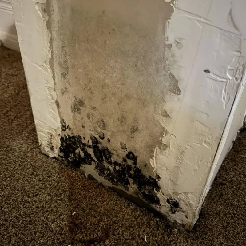 Professional Mold Removal in Hemby Bridge, NC